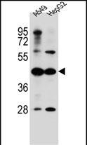 C10orf129