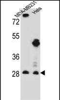 EIF4H