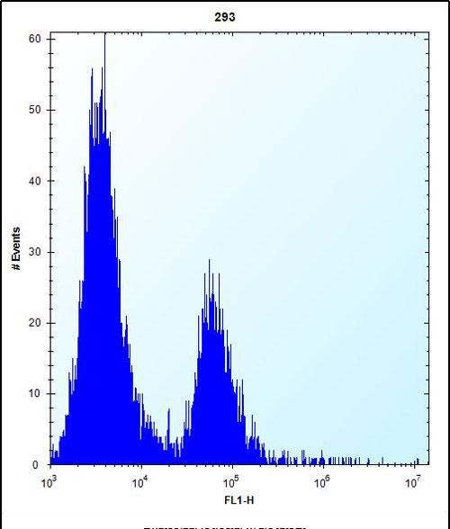 Rabbit Polyclonal Antibody to CA1 (N-term)