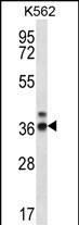 RPP38
