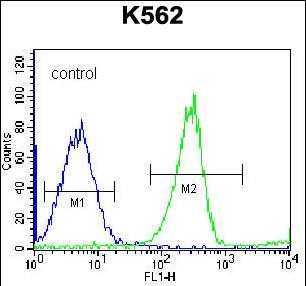 Rabbit Polyclonal Antibody to RPS4Y1