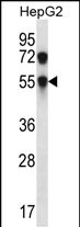 CHST8