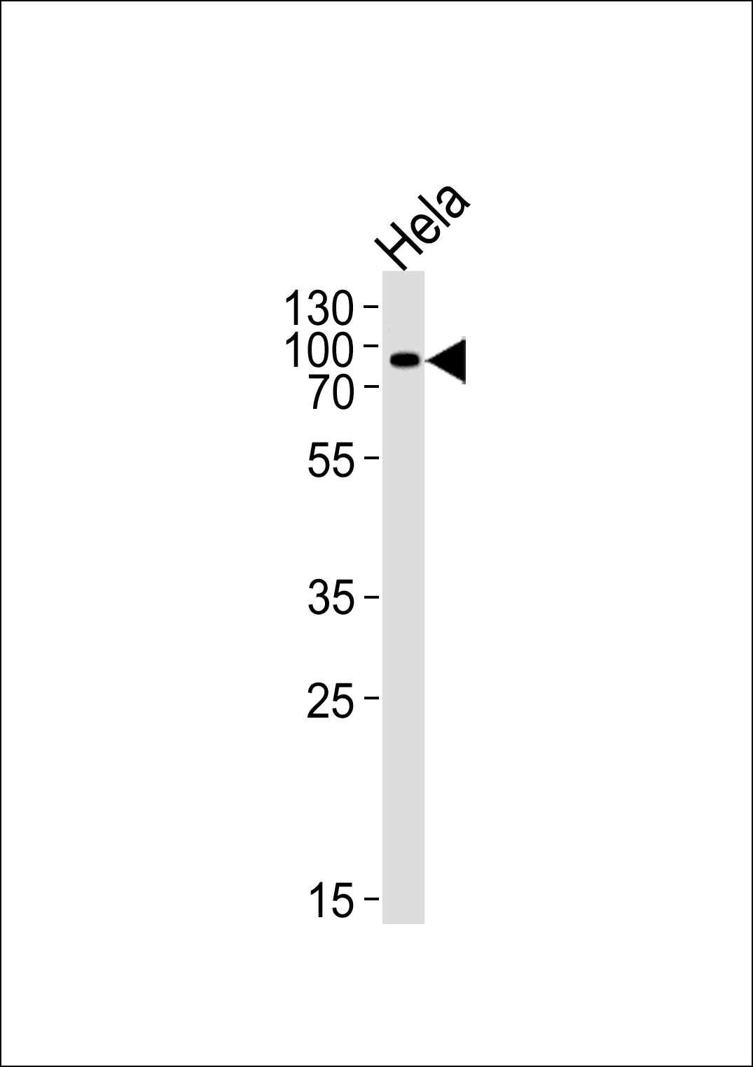 POGK (N-term)