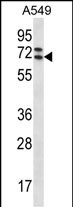 PIK3AP1