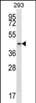 PTGR2 (N-term)