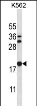 STMN3