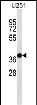 CD320