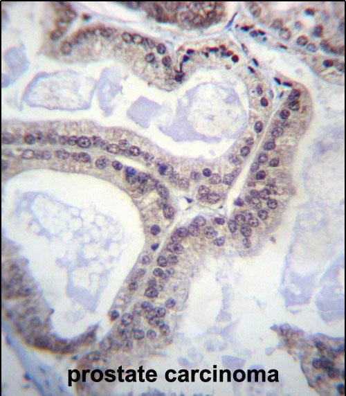 Rabbit Polyclonal Antibody to EIF1AY (N-term)