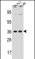 LUZP2 (N-term)