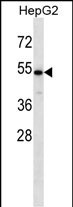 CHST9 (N-term)