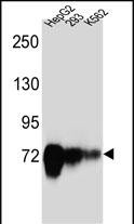CDH22