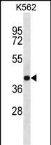 SEC14L4 (N-term)