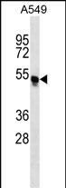 TRIM54 (N-term)