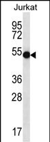 CLN3
