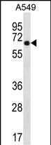 WSCD2