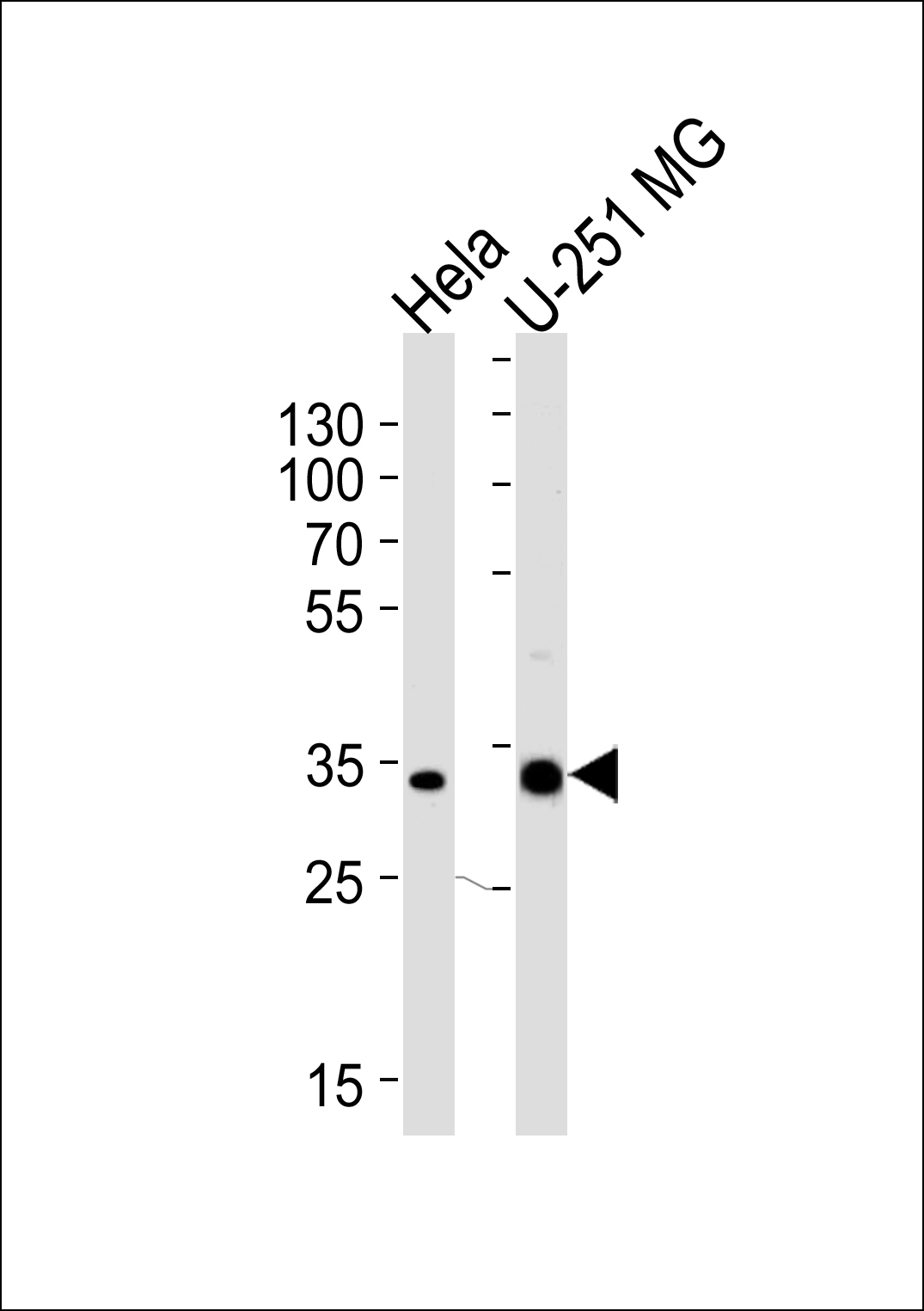 TAF8