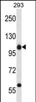 C14orf135