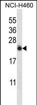 IL13