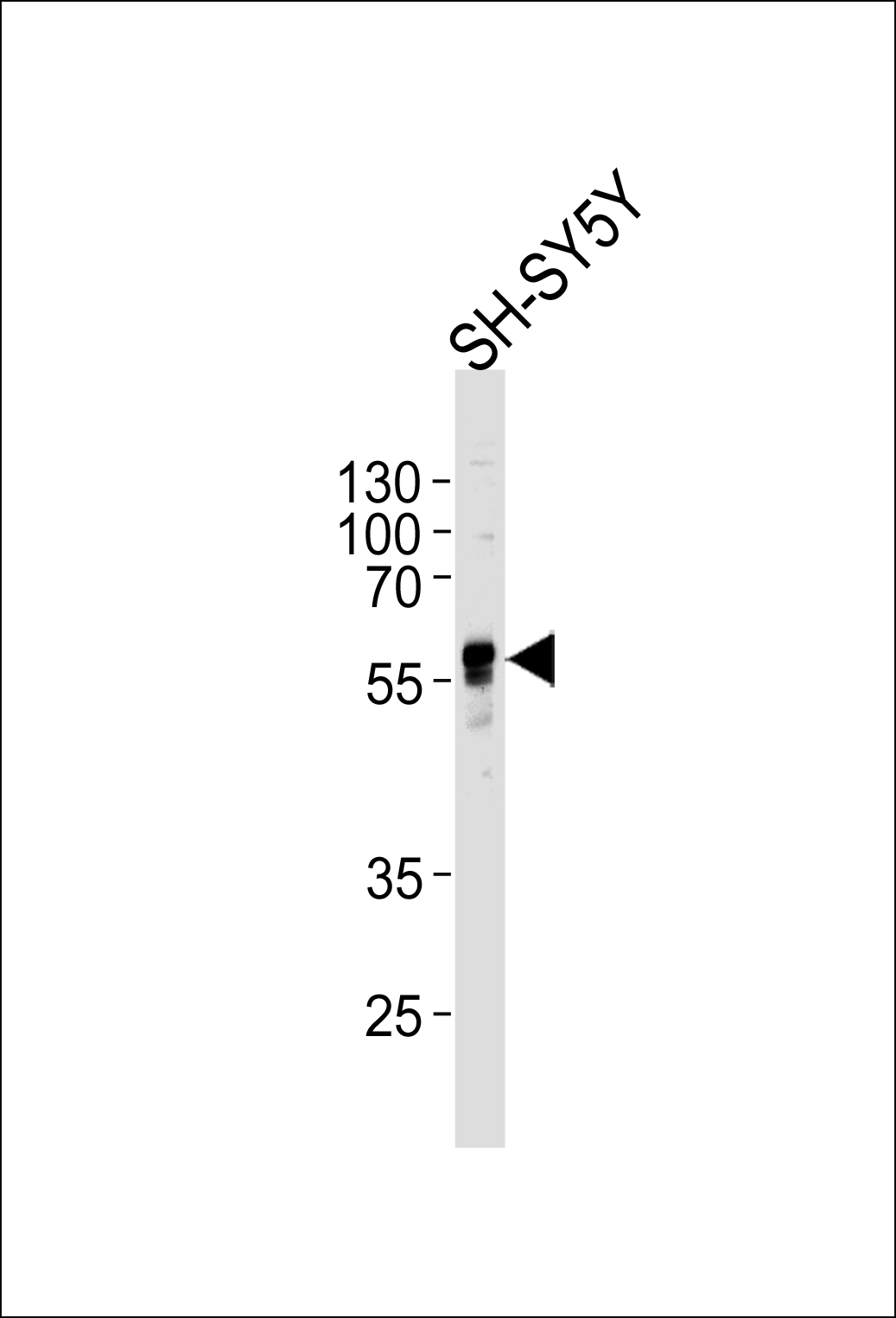ABHD3