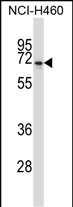NPFFR2 (N-term)