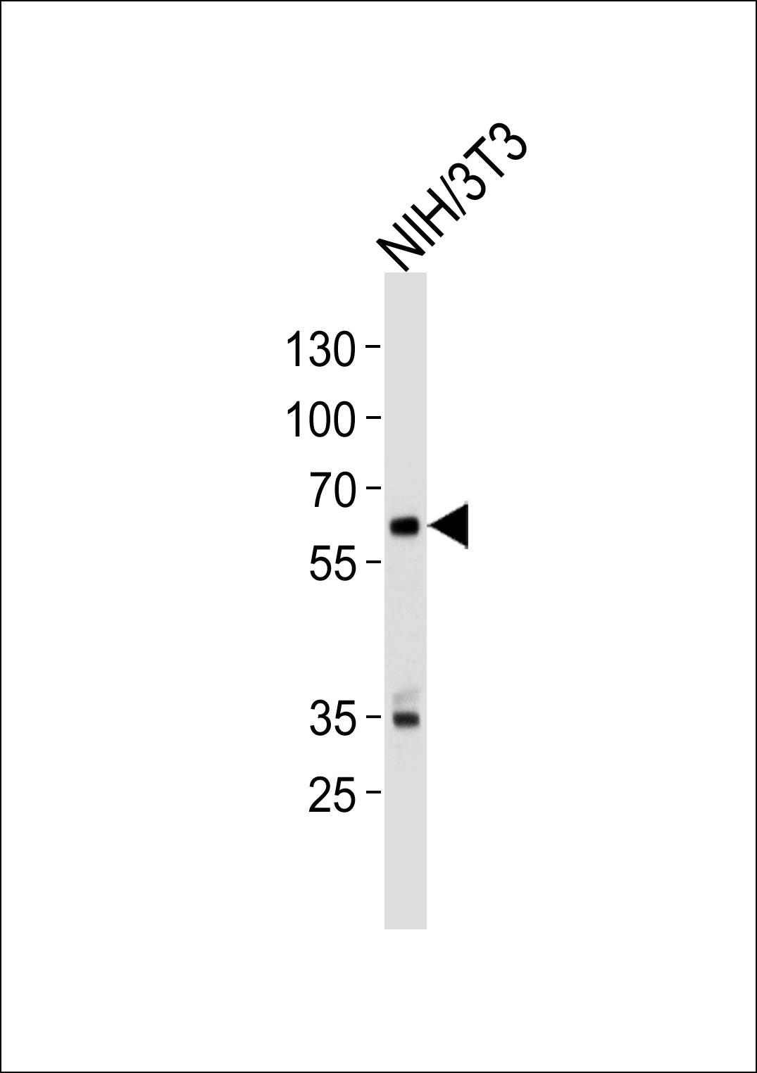 Mouse Ntrk2