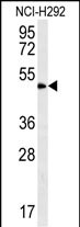 ZNF154 (N-term)