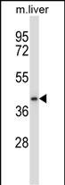 Rabbit Polyclonal Antibody to DPAGT1 (N-term)