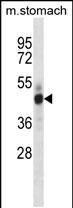 Rabbit Polyclonal Antibody to Mouse Mst4