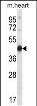Rabbit Polyclonal Antibody to Mouse Pdk2 (N-term)