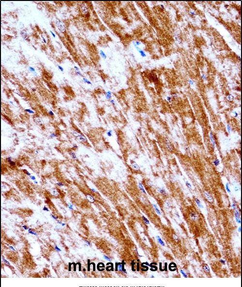 Rabbit Polyclonal Antibody to Mouse Pdk2 (N-term)