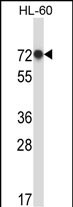 RBM39 (N-term)