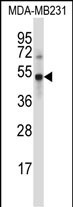UBP46