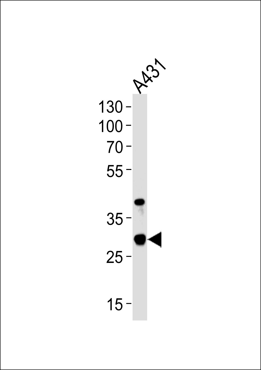 JAM2 (N-term)