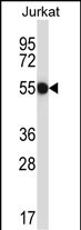 CNOT2
