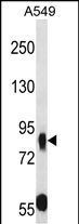 MUPCDH (N-term)