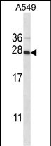 POLR2E (N-term)