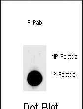 Phospho-LIN28(S134)