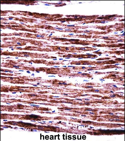 Rabbit Polyclonal Antibody to PERP