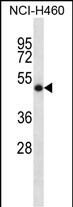 SOCS4