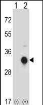 Rabbit Polyclonal Antibody to KLK10 (N-term)