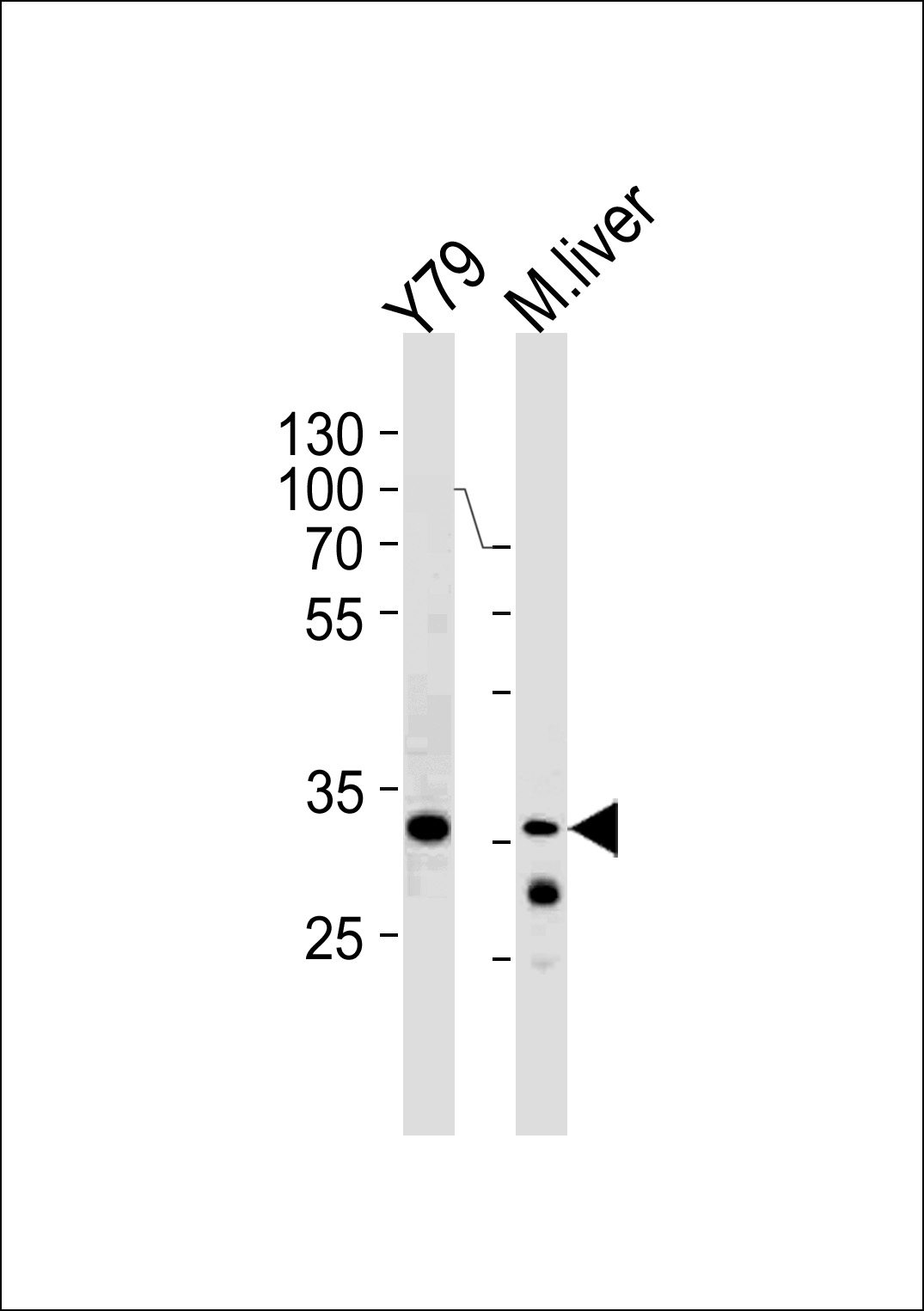 CSDA