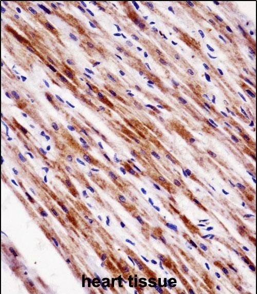 Rabbit Polyclonal Antibody to NR1D2