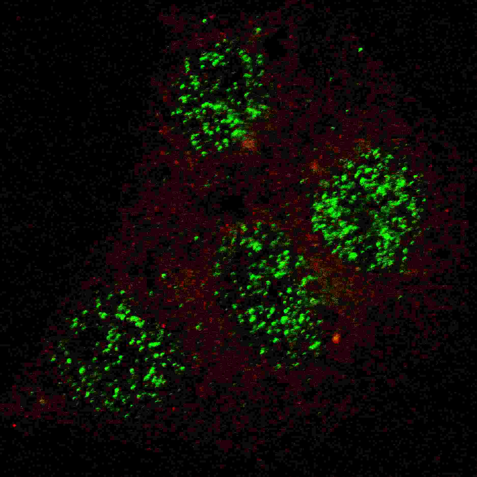 Rabbit Polyclonal Antibody to Phospho-GATA6(Y271)