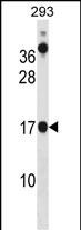 CHCHD10 (N-term)