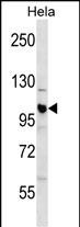 CUL1