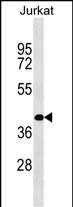 RBMS2 (N-term)