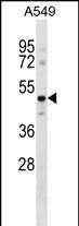 GPR37L1 (N-term)