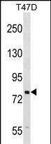 SEL1L (N-term)
