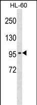 CLCN2 (N-term)