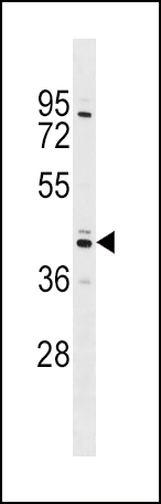 SHBG (N-term)